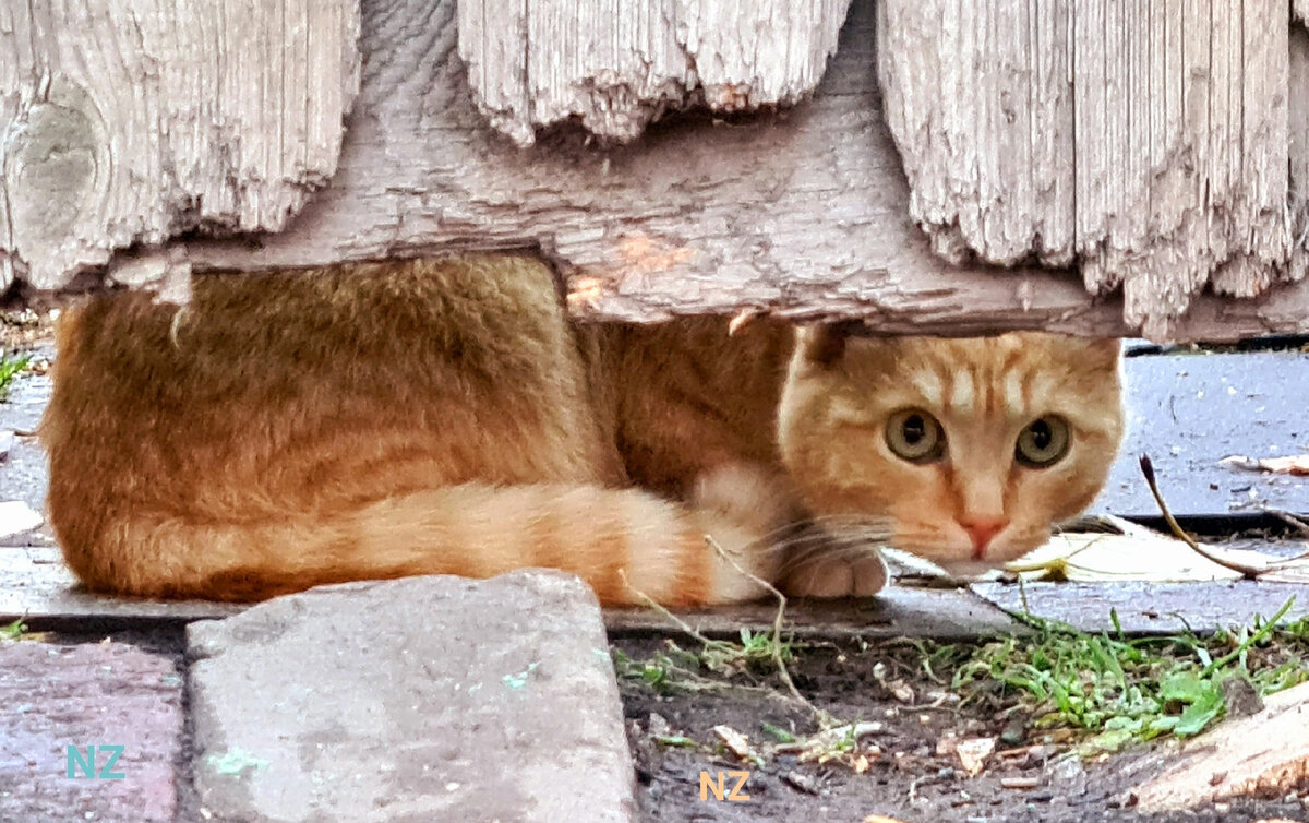 фото Нины Загребиной "затюменский наблюдатель"