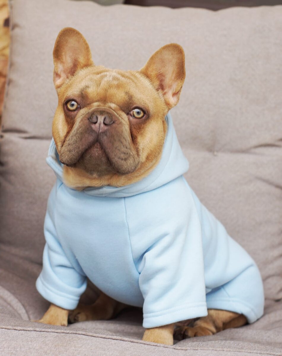 Венечка в толстовке. 