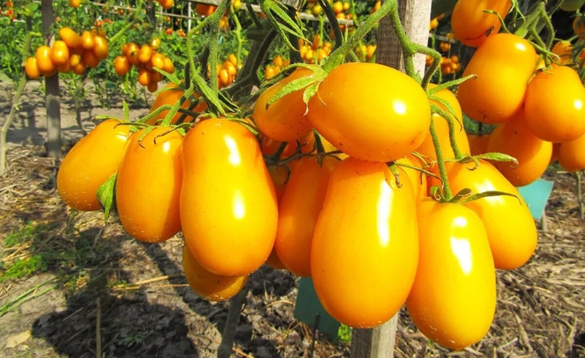 https://mwhome.ru/catalog/zhivye_rasteniya/rassada_i_sazhentsy/rassada_ovoshchey/tomaty/174153/