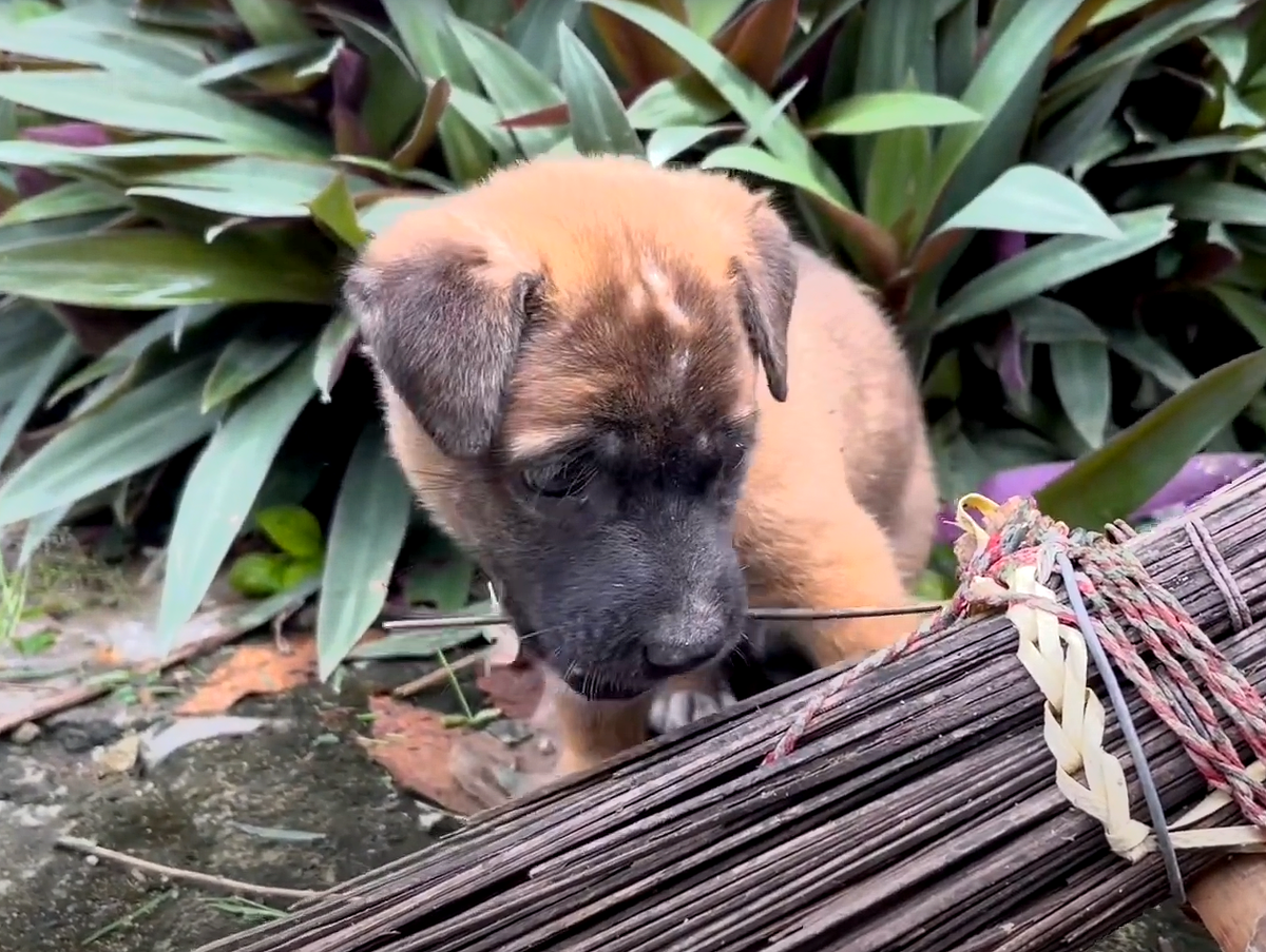 Кошка муэзза пророка мухаммеда. Кошка в мусульманстве. Кот пророка мухаммеда. Мухаммед любил животных. Пророк мухаммад любил кошек.