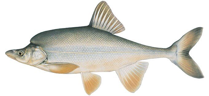 Gila cypha