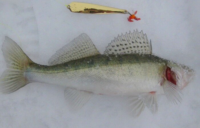 Опускание - это тот же протяг, но в обратном направлении. Он используется, когда окунь активен и его много.