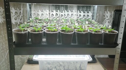 Фазы по подготовке выступления. Как подготовиться аттестации в 5 классе. Подготовка начинаться. Психологическая подготовка к соревнованиям. Бухгалтерия.