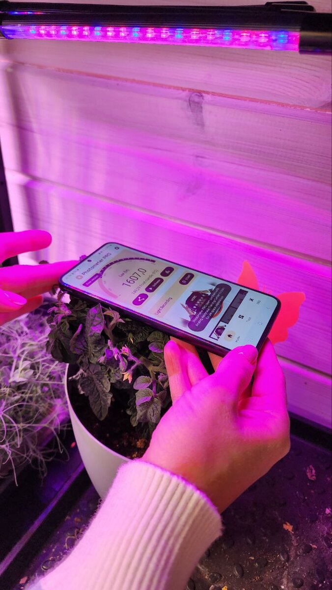 Фитолампа для фикуса. Лампы для досветки рассады. Какую фитолампу выбрать для рассады. Здоровья клад растущий светильник 16вт. Какую фитолампу выбрать для рассады.