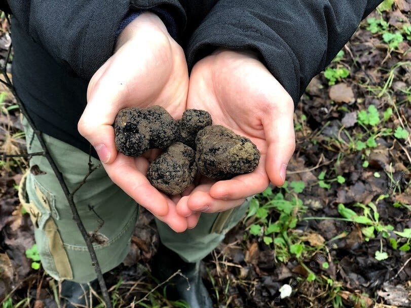 Зайчата под кустом. Ежик иллюстрация. Найду под кустом. Сутеев кто сказал мяу иллюстрации. Одолжи одеженку однажды ежонок.