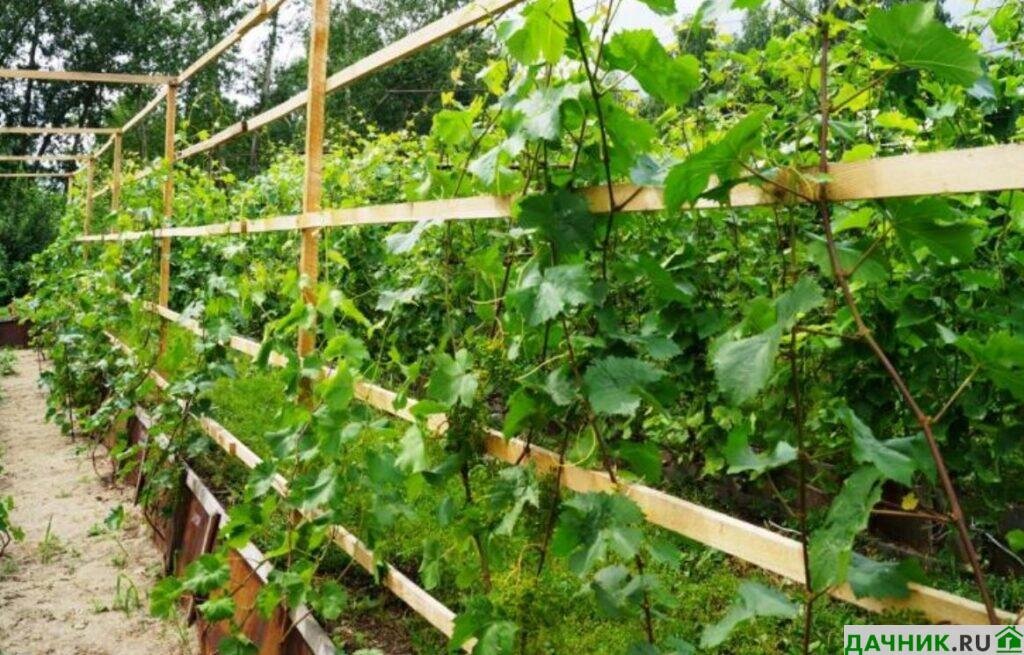 Укрыть виноград на зиму. Виноградники в снегу. Выкопка и хранение посадочного материала. Зимой выращиваем виноград. Виноград под снегом.