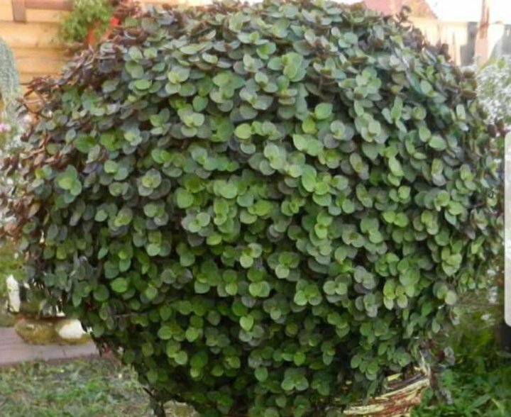 Зелёная коллизия