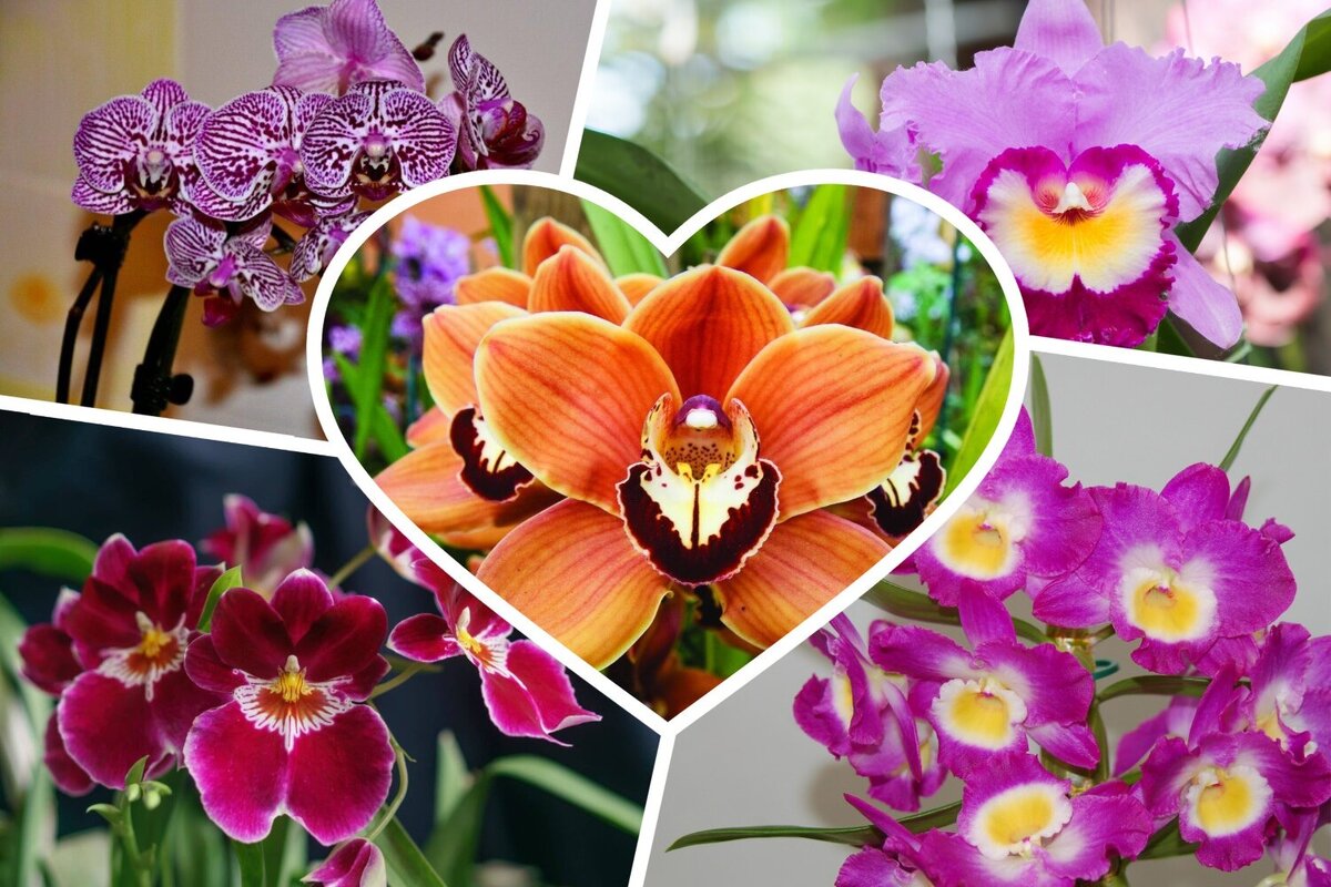    5 самых красивых орхидей для выращивания в домашних условиях