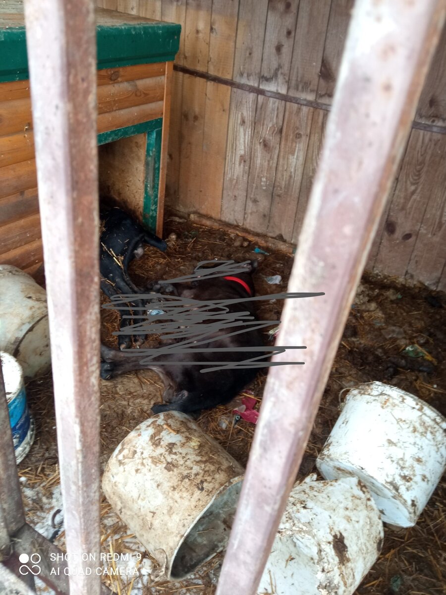 Статуэтка собака зик. Собаки конаково. Статуэтка собака зик конаково. Фарфоровая статуэтка "собака". Статуэтка собака конаково ссср.