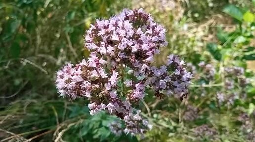 Соловей птичка певчая. Соловей поет. Стих пушкина гонимы вешними лучами. Русский язык 6 класс лидман-орлова практика номер 539. Стада шумят и соловей уж пел.