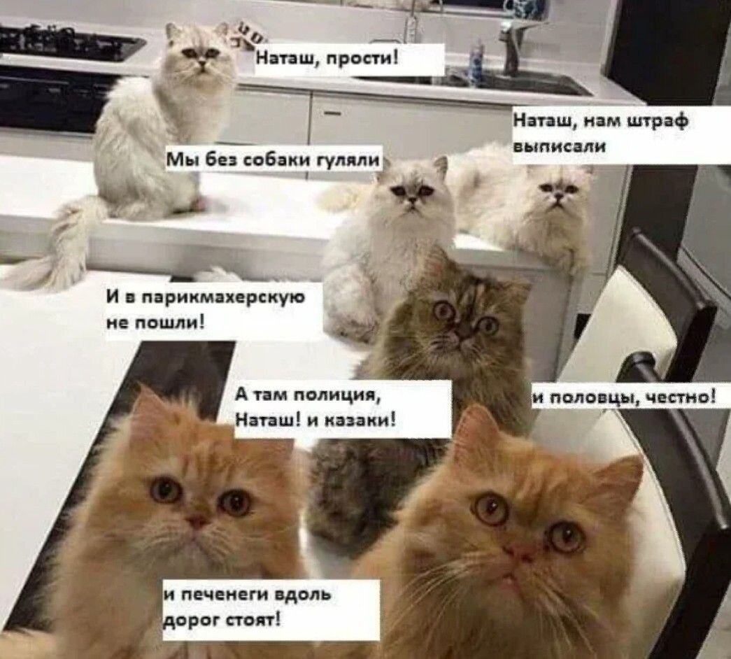 Мемы с котами. Наташа и коты мемы. Мемы с котами и Наташей. Котик Мем. Я буду там с моим народом
