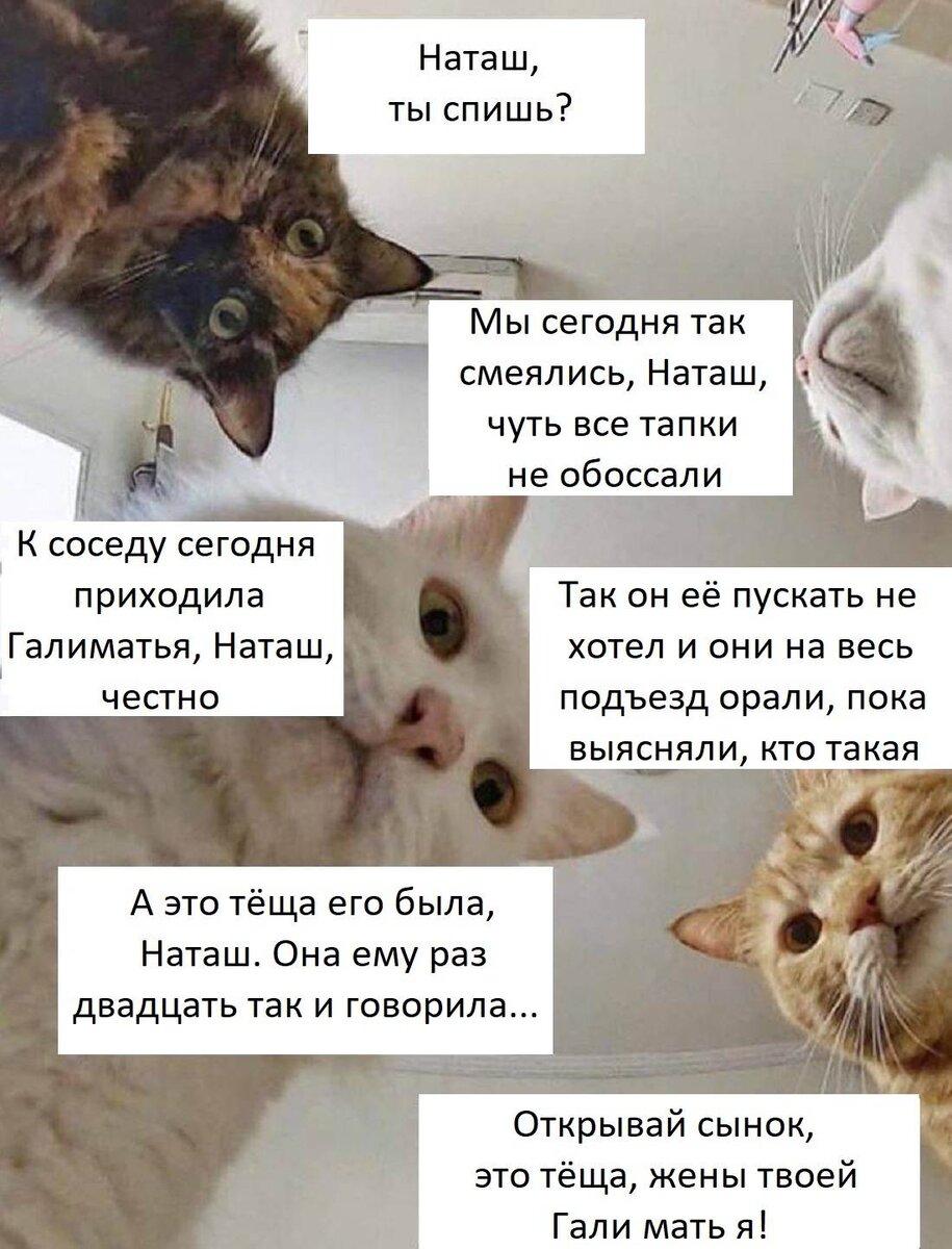 В любой удобный день. Наташ ты спишь. Наташ ты спишь коты. Шутки про котов. Наташа и коты.