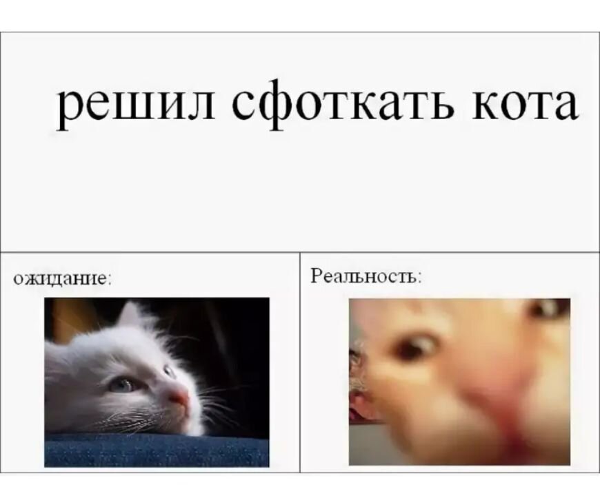 Разблокируй кот. Мемы про котов. Смешные мемы про котов. Кот Мем. Веселые коты мемы.