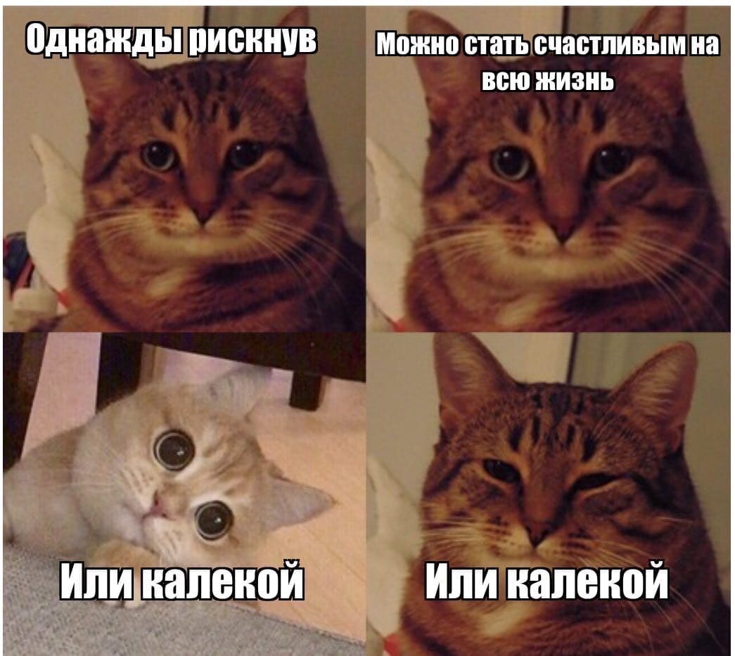 Смешные мемы. Белка с поднятыми лапами. Комиксы простые смешные. Какую нибудь смешную картинку. Что нибудь юмористическое.