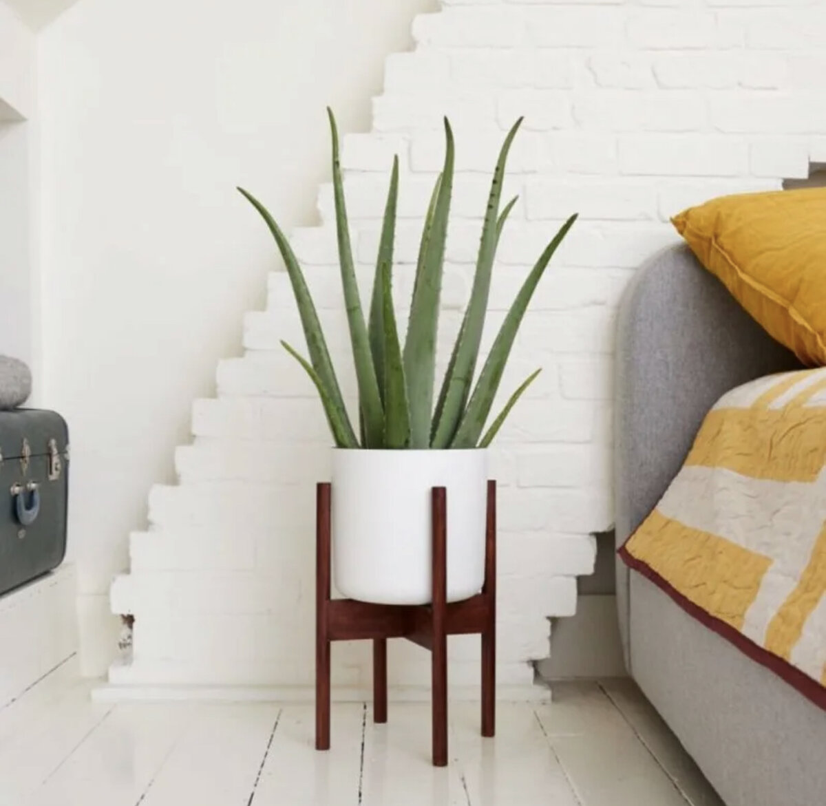 Алоэ вера в интерьере (фото взято из сети Интернет)