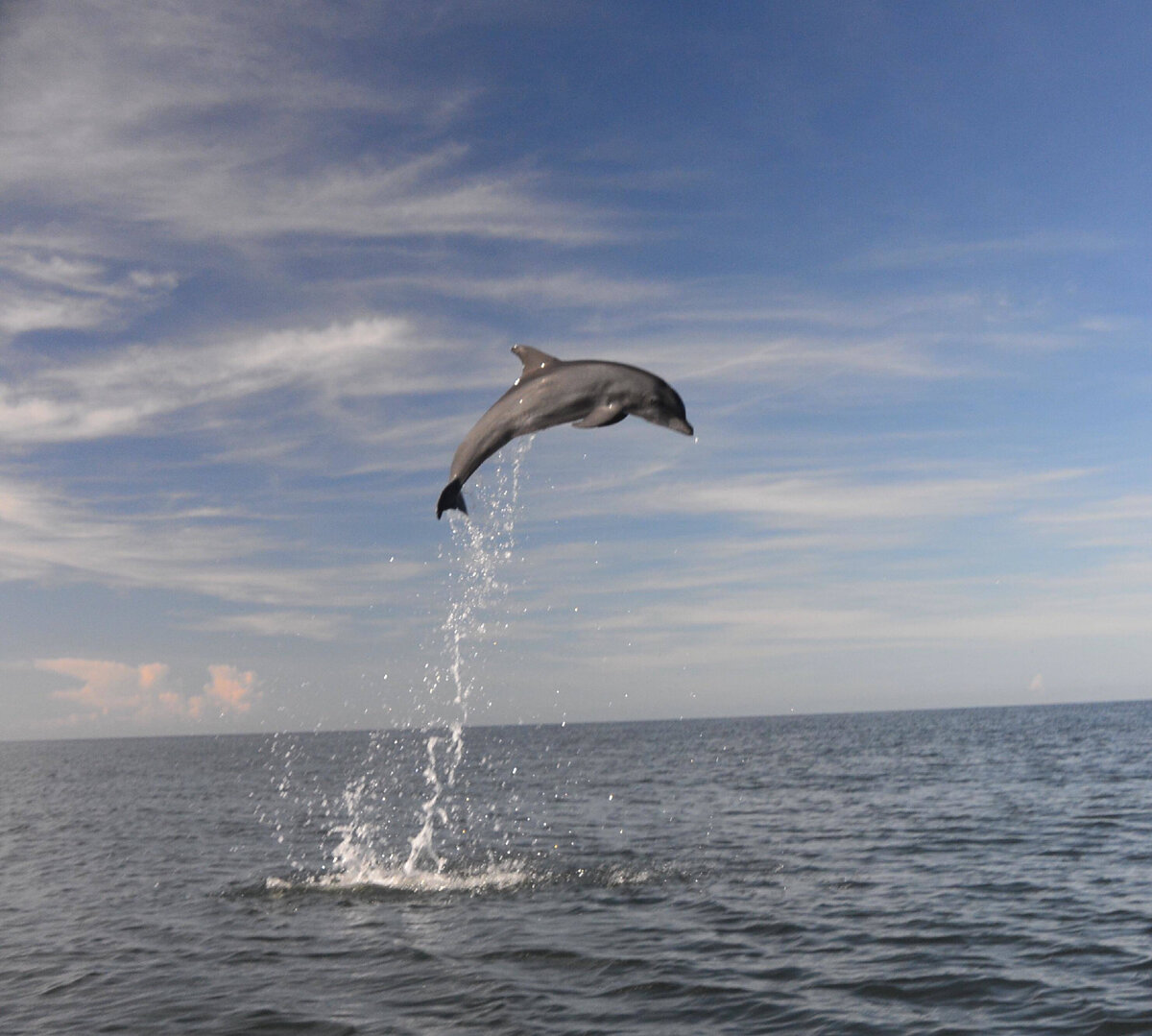 морские обитатели. море животные. море животные. море животные. подводные животные.