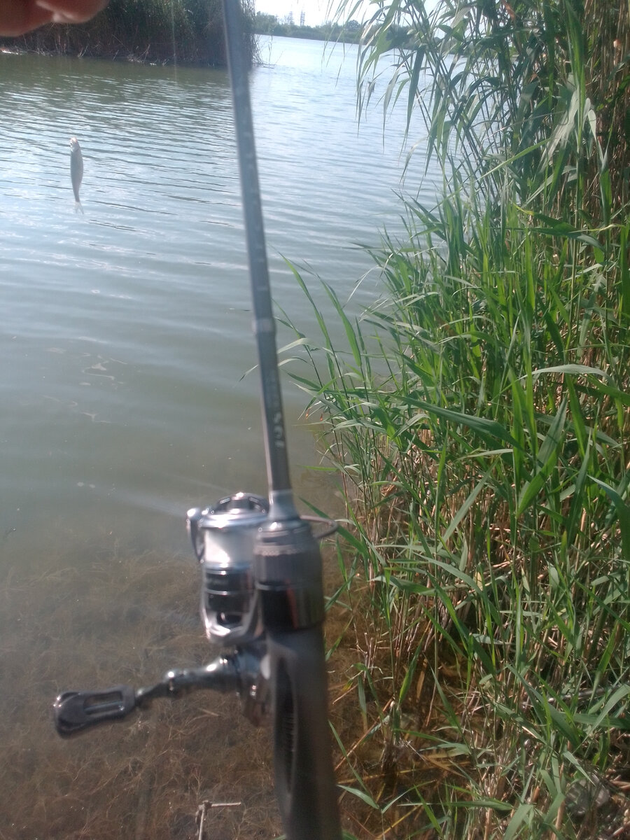 Dayo Liropus 0.2-0.8г