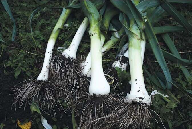 Лук порей, выращенный из собственной рассады в 2023 году