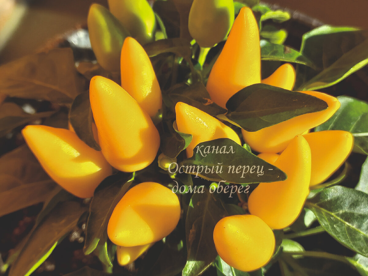 Мамба жёлтый  один из самых маленьких кустов перца