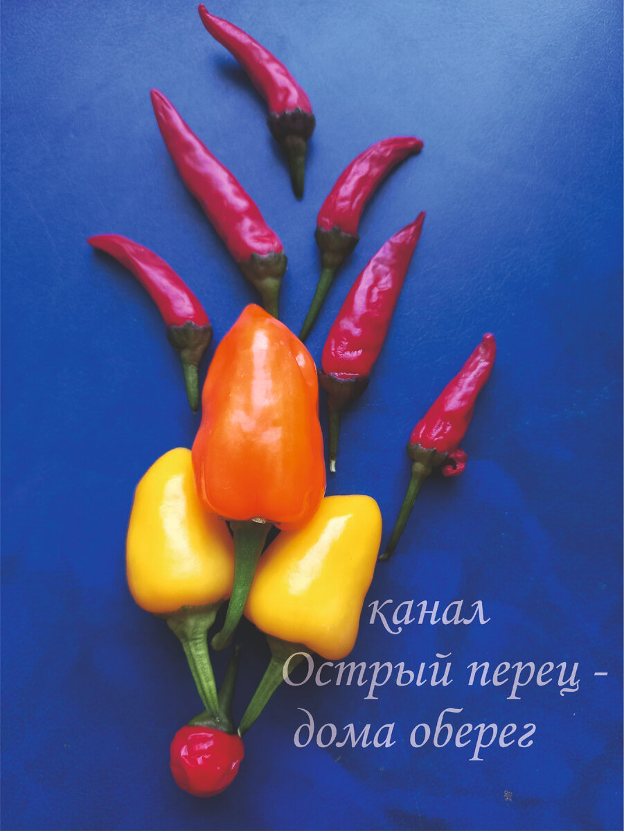 Жёлтые стручки - плоды перчика Мамба