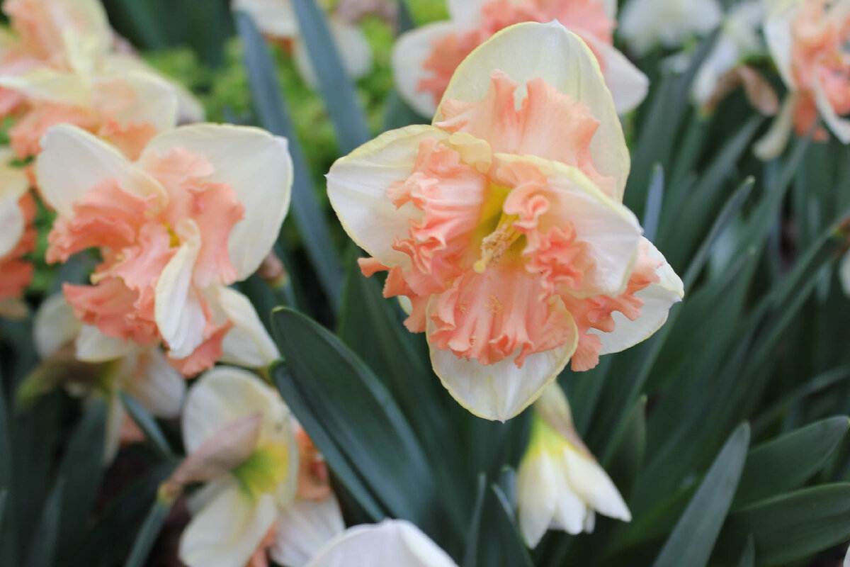 Нарцисс Apricot Whirl