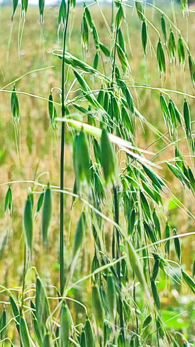 Фото автора.Овёс восковой спелости.