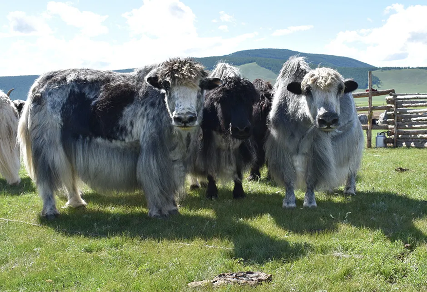 Яки до сих пор пасутся в монгольской степи. Источник изображения: www.medievalists.net