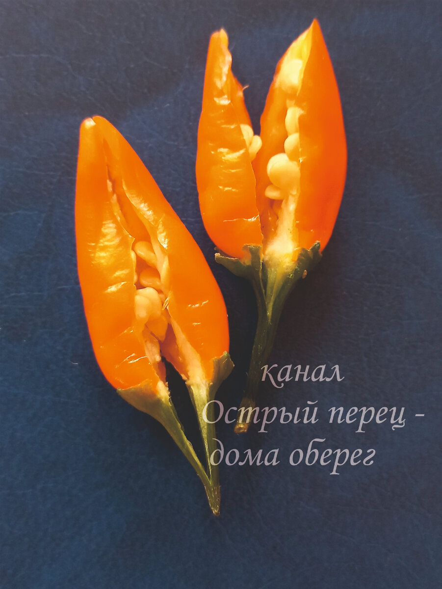 Мясистые плоды перца Мамба оранж достигают 4 см