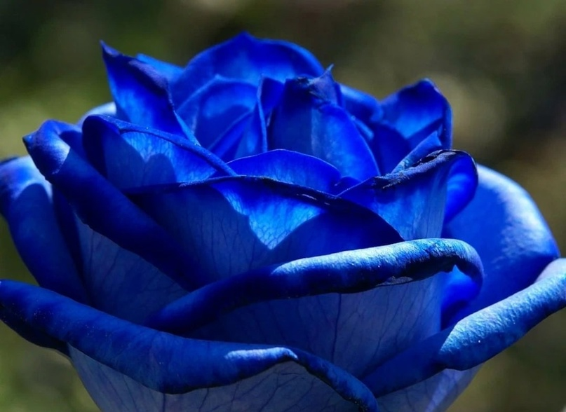 питомник селекция. питомник декоративных древесных пород это. питомник растений ёлы-палы тольятти. питомник селекция. питомник деревьев.