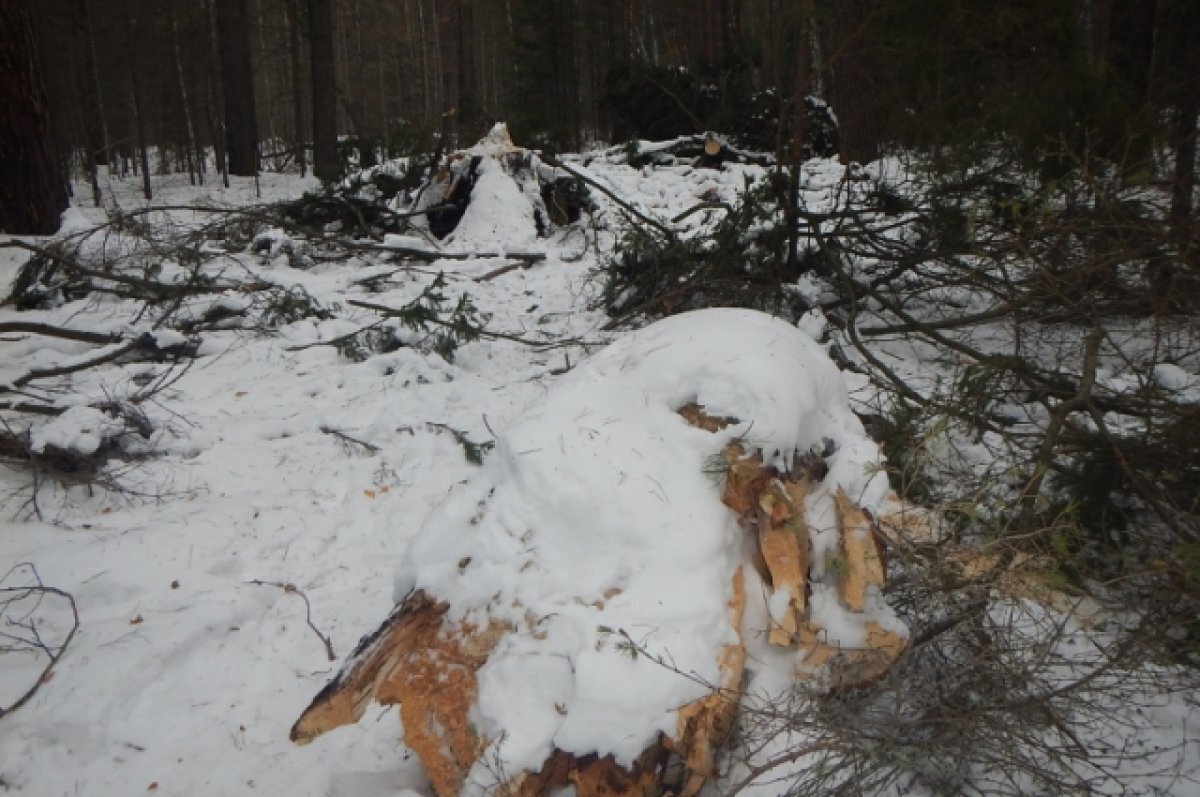    Уголовное дело возбудили против жителя Томска за незаконную рубку деревьев