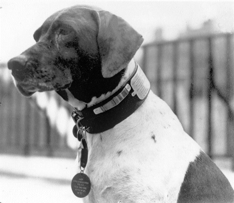 Военнопленный номер POW81A