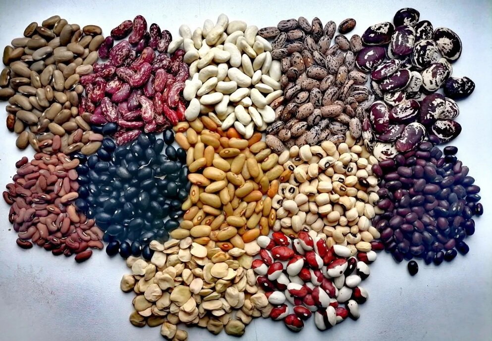 12 сортов на любой вкус: кустовые, вьющиеся, зерновые. Сорта армянского, грузинского, китайского и испанского происхождения. 