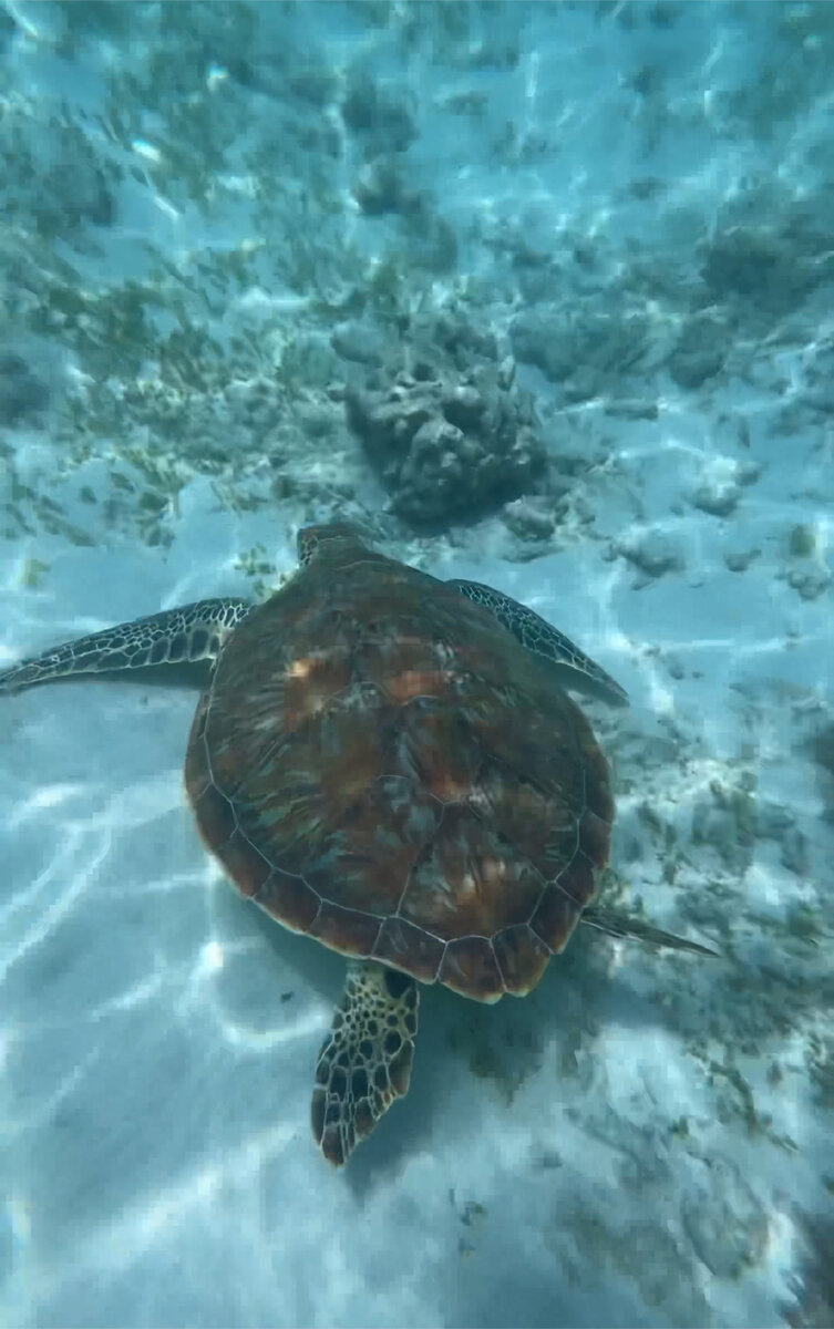 Ботанический сад аптекарский черепахи. Половой орган черепахи. Куда сдать черепаху. Бесплатно черепашки приют. Среднеазиатская болотная черепаха.