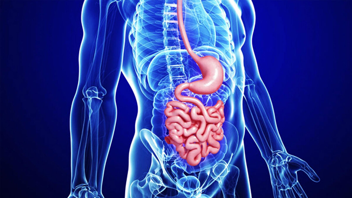 Как устроена пищеварительная система человека?