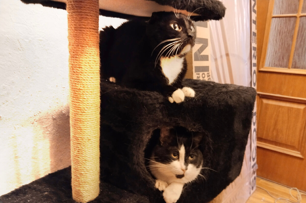 Котикам тоже бриллианты не нужны, заводите лучше котиков