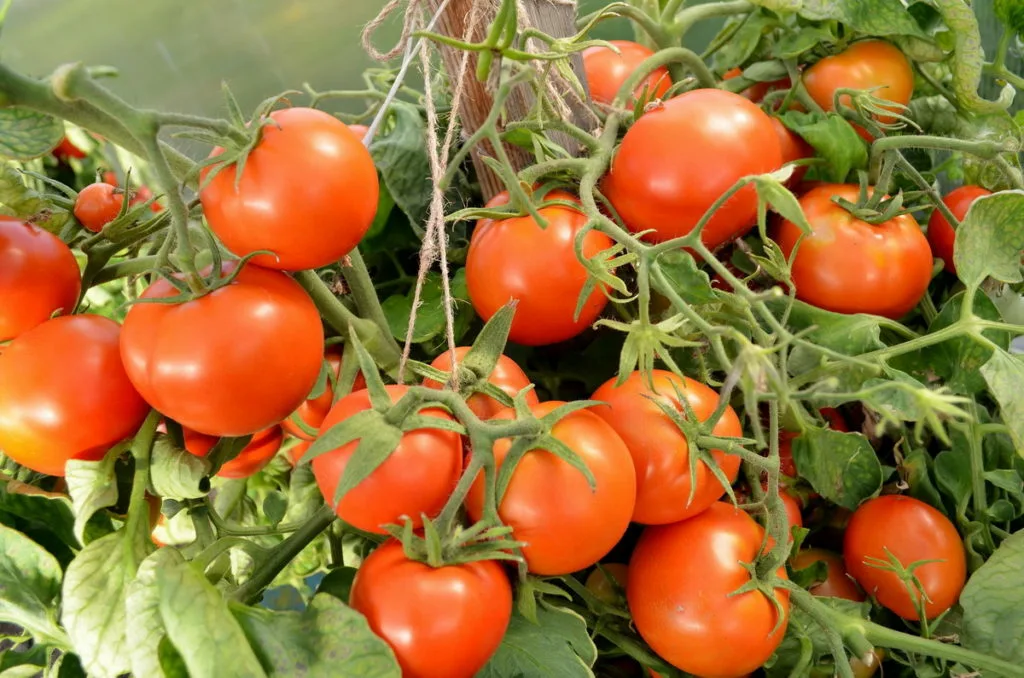 Самые ранние сорта томатов: берем на заметку