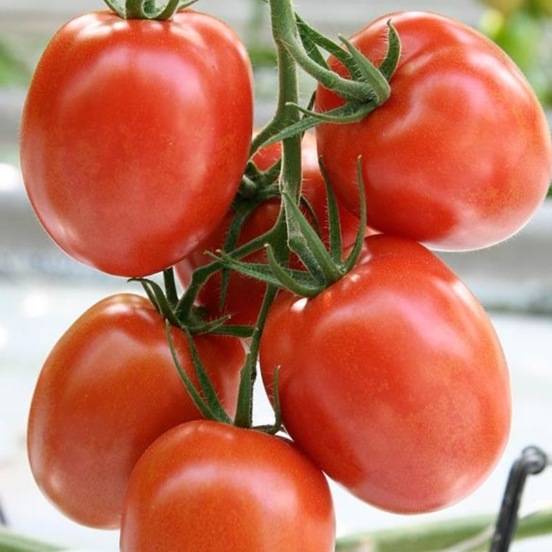 Помидоры и т д. Томат т-34 f1. Гавриш томат Нафаня f1. Гавриш томат Гвидон f1. Семена томат ф1.