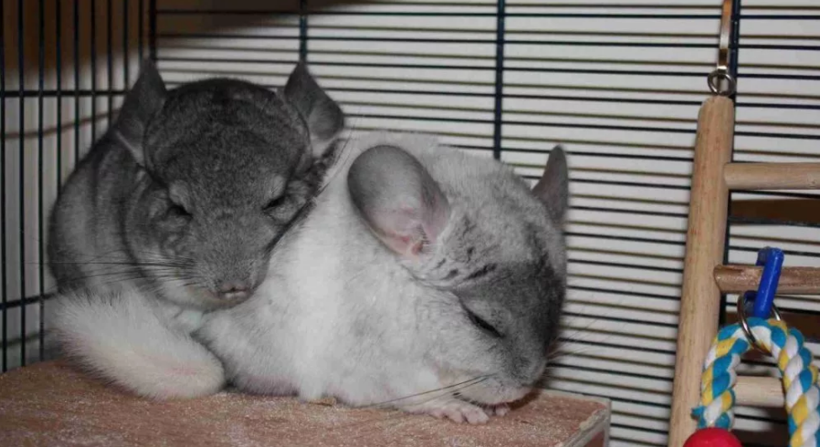 Фотография взята из источника mybestdog.ru 
