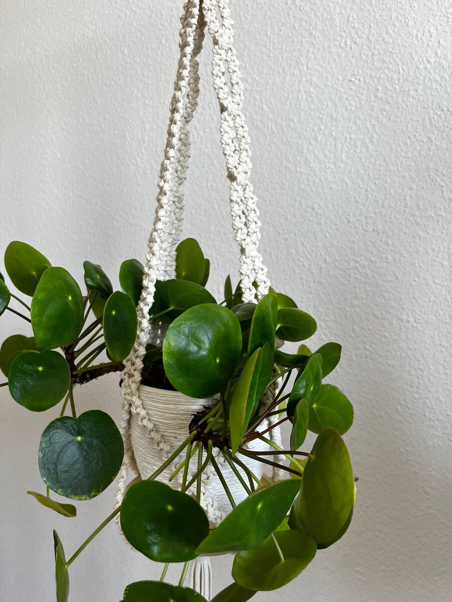 Работа Марии Зиминой автора школы макраме Zacramaschool