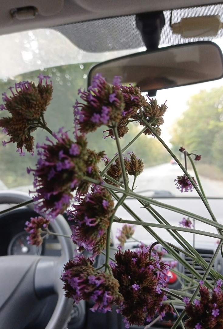 Вербена едет домой)