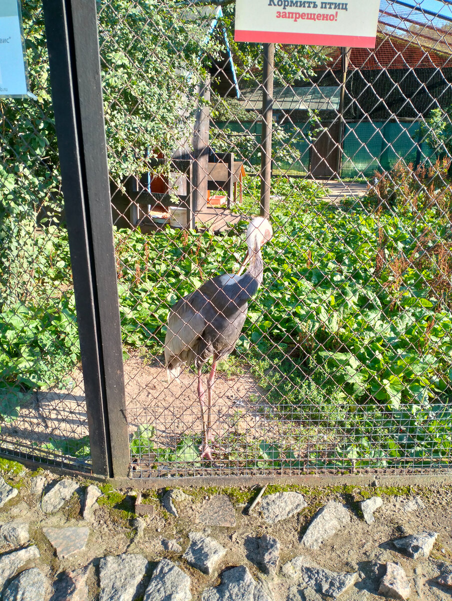 Погода санкт петербург ноябрь 2023. Погода в санкт-петербурге на сегодня. Пагода в санкнтпетербурге. Погода на июль в спб. Погода в санкт петербурге, спб.