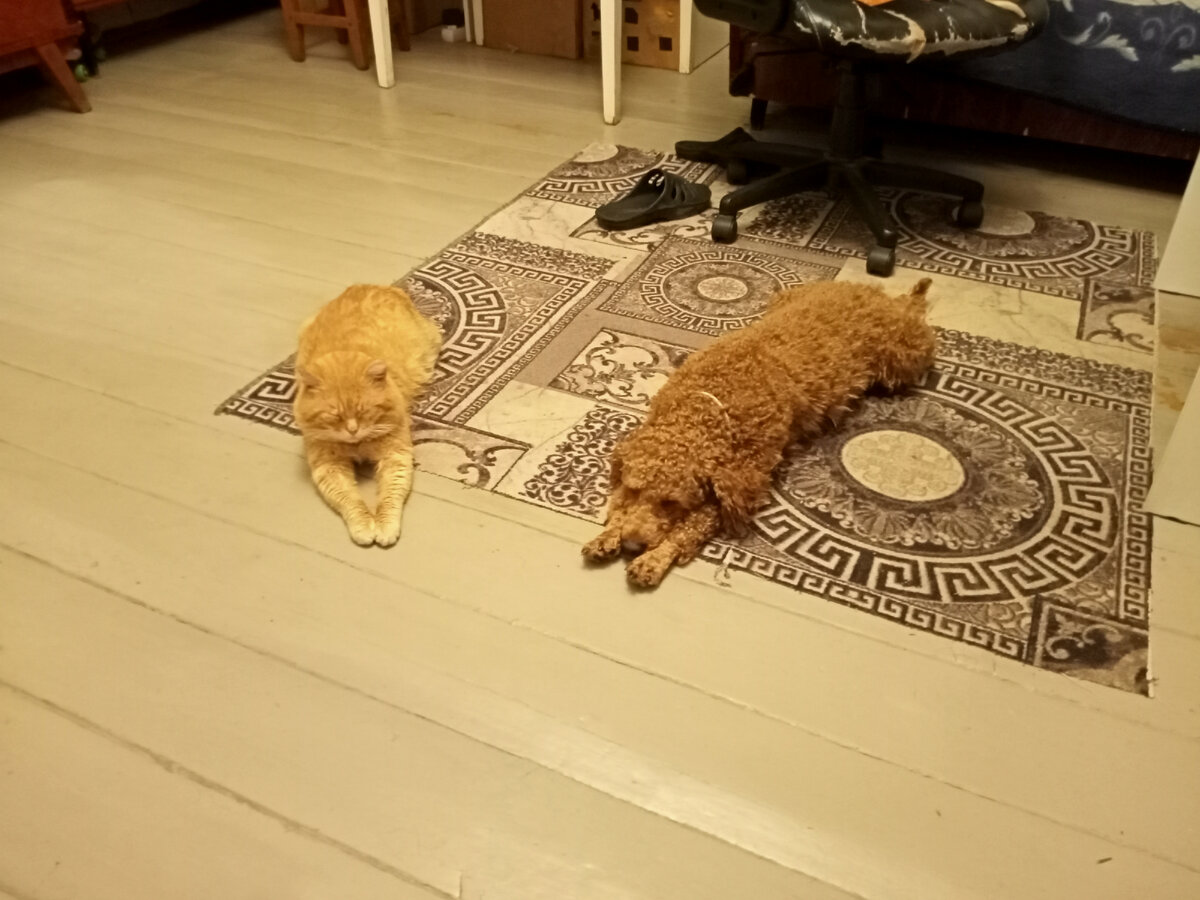 Р: - Я дружу с Барсиком. Барсик: - ...