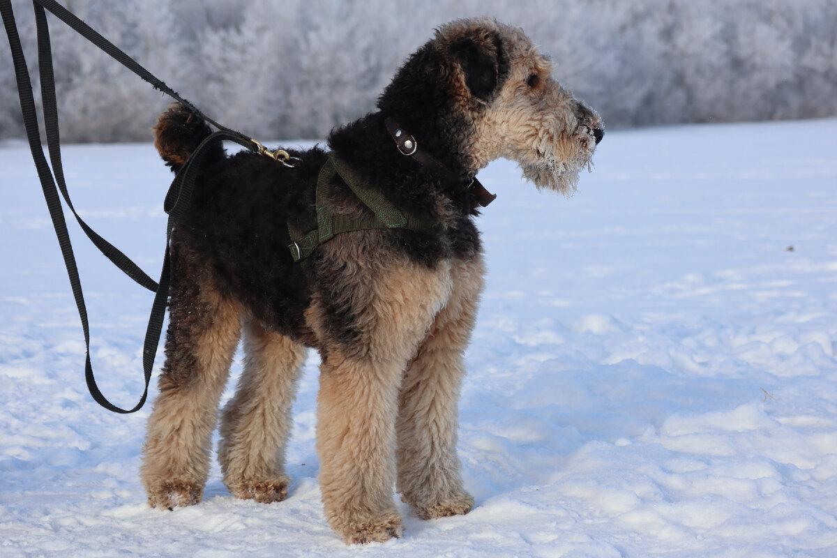 Кинологический центр в чехии. Дрессировка щенка. Мод дрессировка собак. Немецкая овчарка с человеком. Немецкая овчарка зкс.