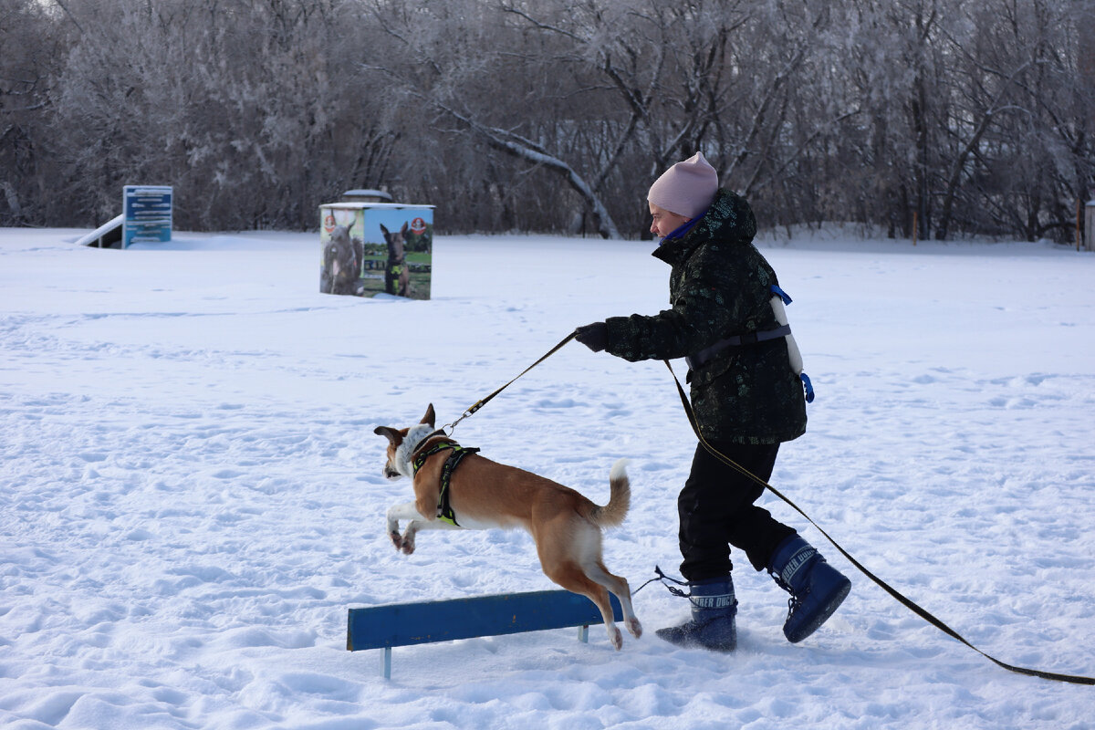 собака омск маленькие. порода собак в омске. собака омск маленькие. купить щенка в омске. собака омск маленькие.