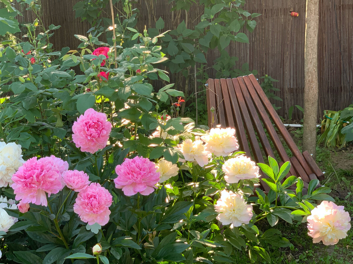 Пионы. Фото в саду автора.