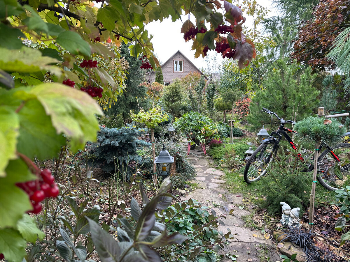 Октябрь. Фото в саду автора.