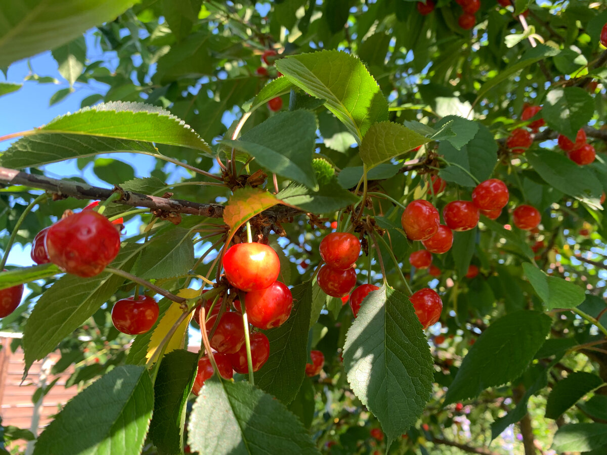 Черешня Брянская розовая. Фото в саду автора.