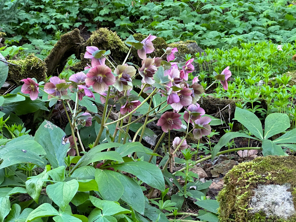 Цветение морозника на лесном участке. Частный сад. Фото автора.