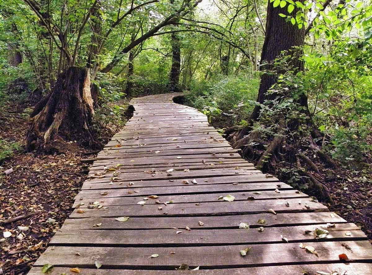 Деревянная дорожка на лесном участке. Фото из интернета.