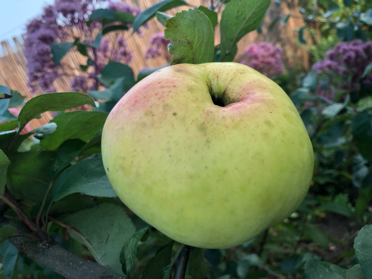 Яблоко Богатырь. Фото в саду автора.
